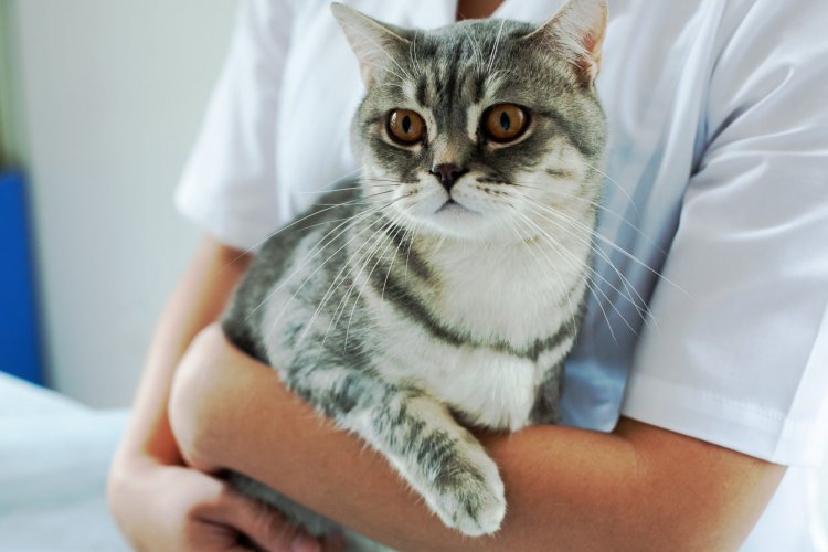 El Pinar lleva a cabo una campaña de esterilización masiva de gatos