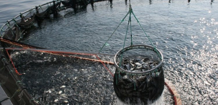 El Cabildo  majorero y las cofradías de pescadores se reúnen para enfocar la acuicultura