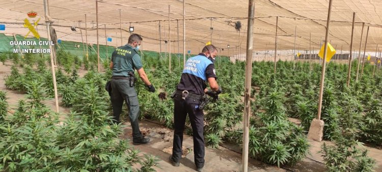 Desmantelada una plantación de 1.600 plantas de marihuana en La Aldea