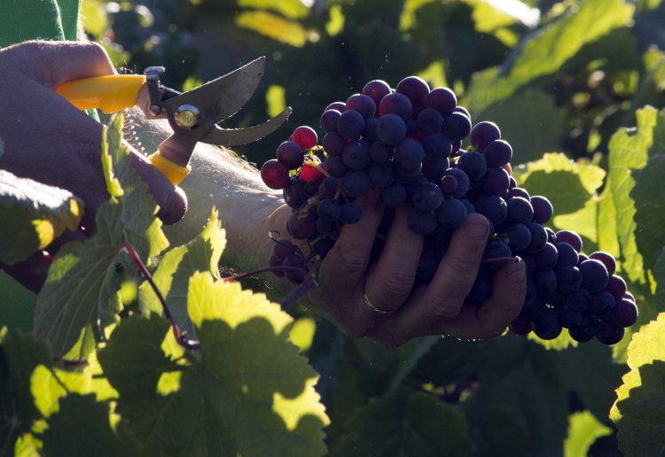 La DO Gran Canaria cierra la vendimia con una quinta parte menos de uva recogida que en 2020