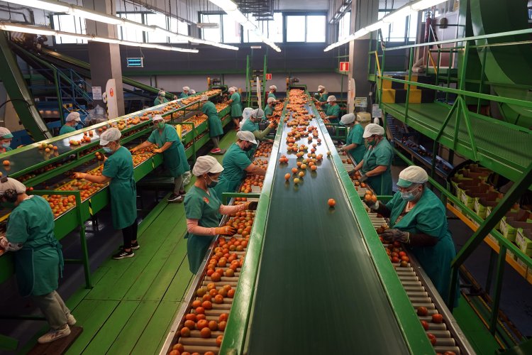 Las explotaciones agrícolas de Canarias reciben 10 millones en ayudas