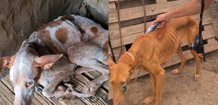 Detenido en Arucas por tener más de 40 perros encerrados 'en un estado lamentable'