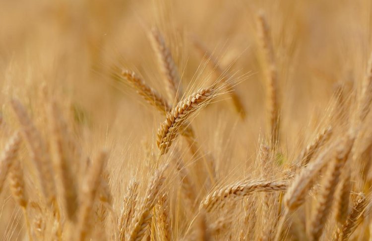 La inflación de los cereales que exporta Ucrania ya afecta al campo canario