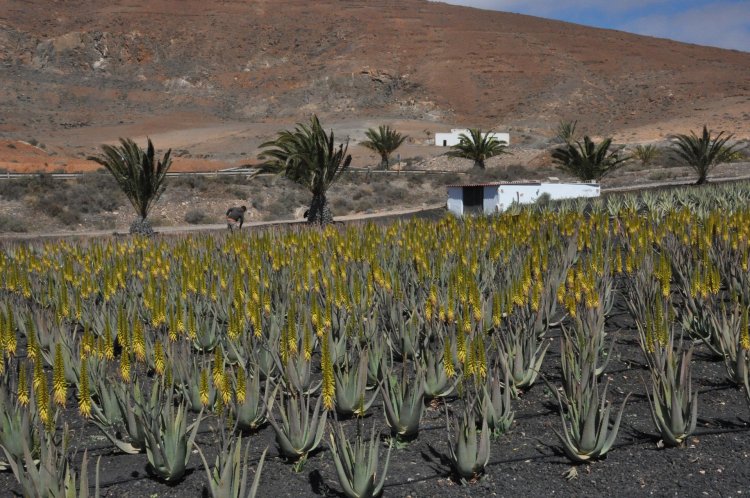 El Gobierno de Canarias convoca ayudas para la producción de aloe vera y olivo