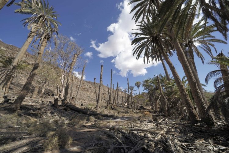 El paisaje de Fuerteventura se queda sin palmeras