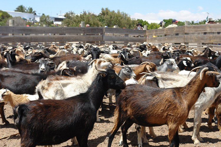 Estudian elaborar forraje con restos agrícolas para alimentar el ganado caprino