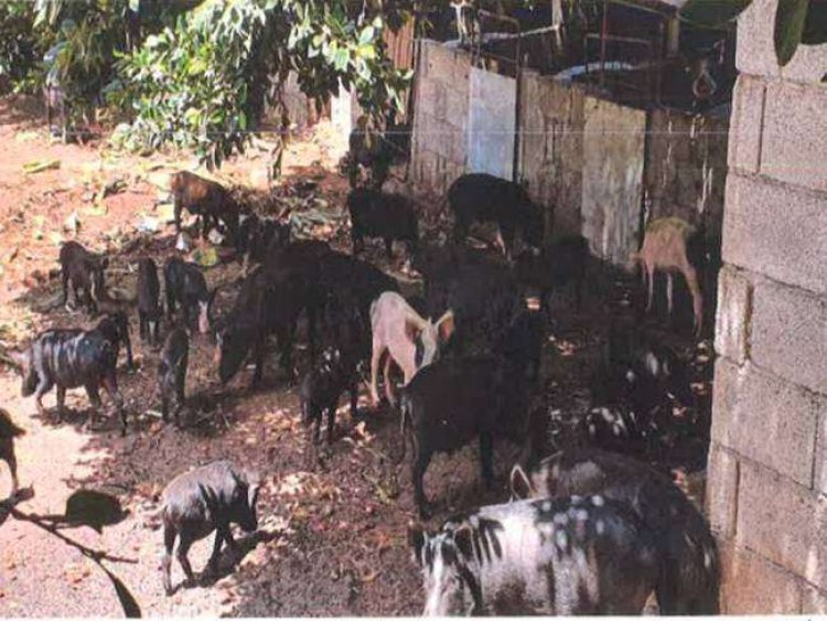 Un juzgado precinta una granja de animales en La Gomera por delito ecológico