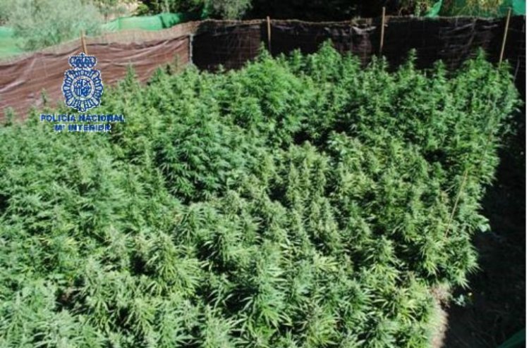 Intervienen 12 kilos de marihuana y 58 plantas en una finca de La Gomera