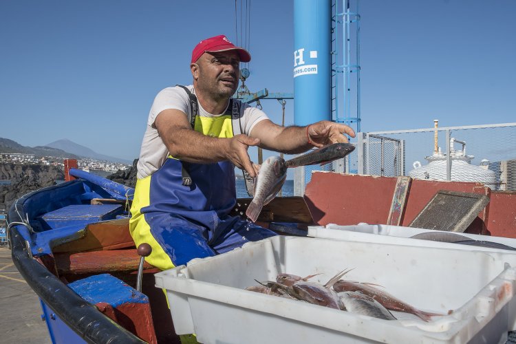 El Ayuntamiento elabora una guía que pone en valor los recursos pesqueros del litoral de Punta del Hidalgo 