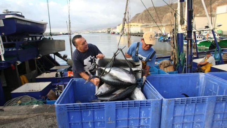 El Gobierno amplía el periodo de pesca del bonito y de túnidos en Canarias