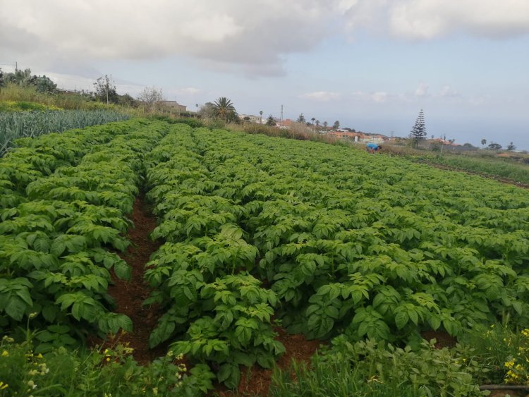 Agricultores y Ganaderos Tacoronte Ecológico renueva su imagen y celebra su VII aniversario con una exposición de fotos