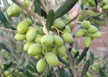 El Gobierno de Canarias concede las ayudas del POSEI a los productores de olivo y aloe vera