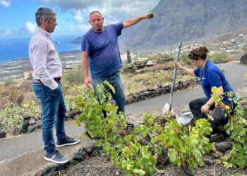 Canarias solicita la inclusión en el registro comercial de dos variedades de viña recuperadas en El Hierro