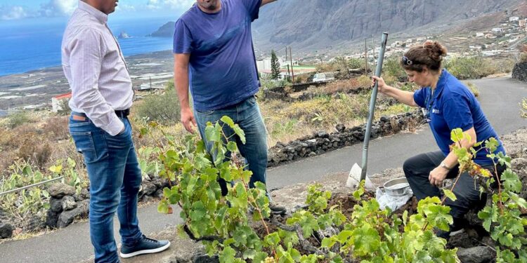Canarias solicita la inclusión en el registro comercial de dos variedades de viña recuperadas en El Hierro