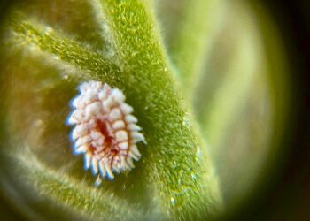 Modificado el plazo de autorización del uso de la flupiradifurona para el control de la cochinilla del aguacate