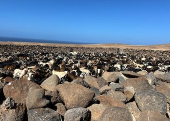 El Gobierno de Canarias incrementa en un 40% las ayudas a las asociaciones del ganado de costa de Fuerteventura