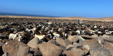 El Gobierno de Canarias incrementa en un 40% las ayudas a las asociaciones del ganado de costa de Fuerteventura