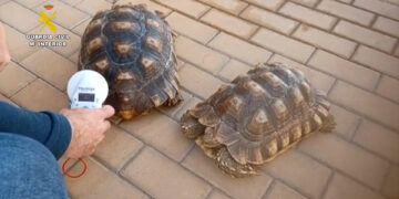 Intervenidas 17 especies protegidas que se comercializaban ilegalmente a través de internet en Málaga