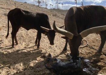 El Oasis Wildlife de Fuerteventura da la bienvenida a una cría de watusi