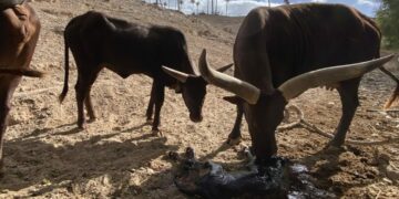 El Oasis Wildlife de Fuerteventura da la bienvenida a una cría de watusi