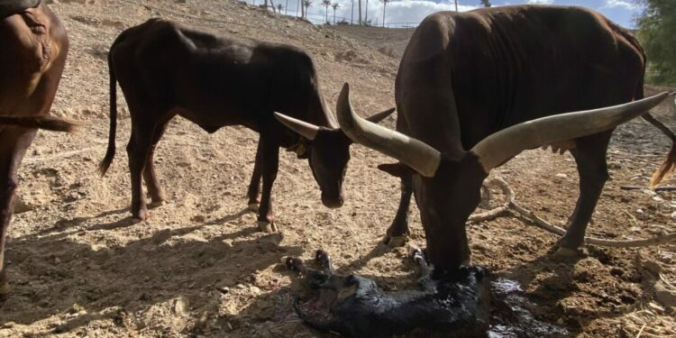 El Oasis Wildlife de Fuerteventura da la bienvenida a una cría de watusi