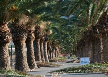 Pozo Negro ya está listo para Feaga 2025: el Cabildo culmina los trabajos de acondicionamiento