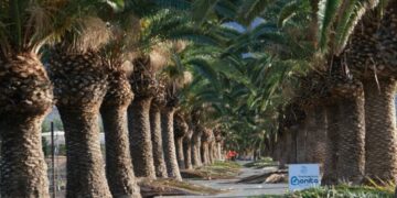 Pozo Negro ya está listo para Feaga 2025: el Cabildo culmina los trabajos de acondicionamiento