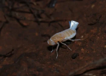 Descubren cuatro especies de chicharritas subterráneas en Canarias