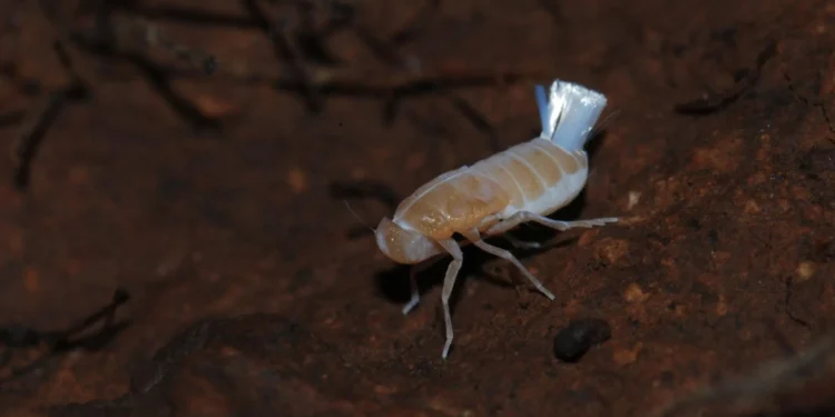 Descubren cuatro especies de chicharritas subterráneas en Canarias