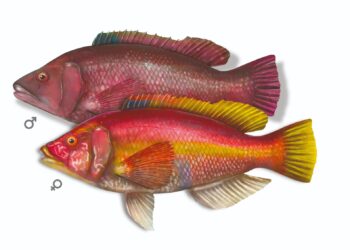 El Gobierno y la ULPGC impulsan un estudio para actualizar la talla mínima de captura de varias especies de peces