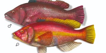 El Gobierno y la ULPGC impulsan un estudio para actualizar la talla mínima de captura de varias especies de peces