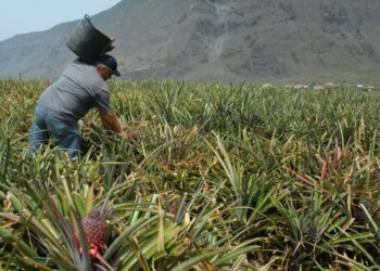 Agricultores de El Hierro perciben 103.086€ en ayudas gestionadas por el Gobierno canario para agua de riego