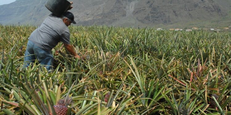 Agricultores de El Hierro perciben 103.086€ en ayudas gestionadas por el Gobierno canario para agua de riego