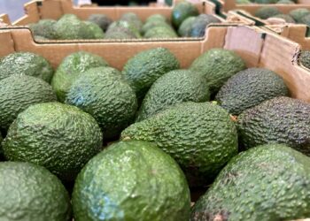 El ‘Aguacate de Canarias’ obtiene el sello de calidad europeo de Indicación Geográfica Protegida (IGP)