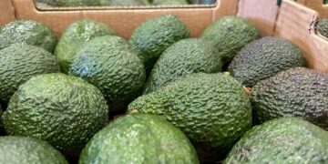 El ‘Aguacate de Canarias’ obtiene el sello de calidad europeo de Indicación Geográfica Protegida (IGP)