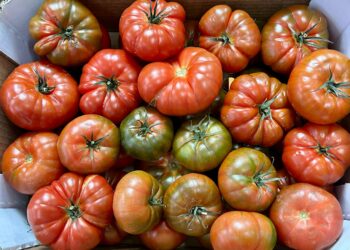 El Gobierno de Canarias concede 5,56 M€ de ayudas POSEI al tomate