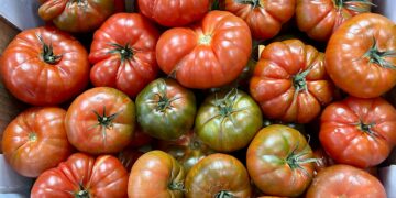 El Gobierno de Canarias concede 5,56 M€ de ayudas POSEI al tomate