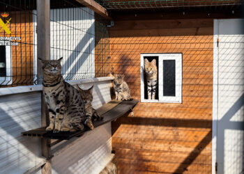 Detenidas dos personas por vender a través de internet animales exóticos