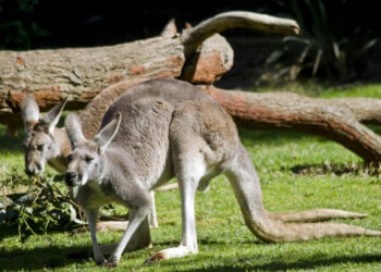 El Oasis Wildlife de Fuerteventura recibe a tres canguros rojos