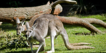 El Oasis Wildlife de Fuerteventura recibe a tres canguros rojos