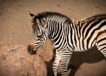 Una nueva cebra nace en Oasis Wildlife tras cinco años sin alumbramientos