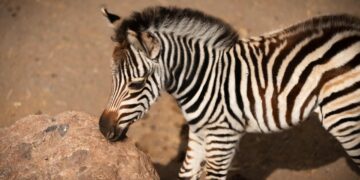 Una nueva cebra nace en Oasis Wildlife tras cinco años sin alumbramientos