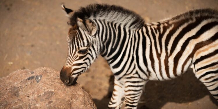 Una nueva cebra nace en Oasis Wildlife tras cinco años sin alumbramientos