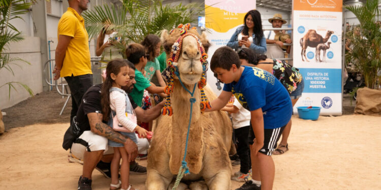Dromemilk Camel Bio Farm, la Fundación Chekipa y la Asociación para la Conservación del Camello Canario participan en Feaga con talleres y acciones educativas