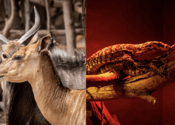 Nuevos ejemplares de niala y varano se incorporan a la gran familia del Oasis Wildlife