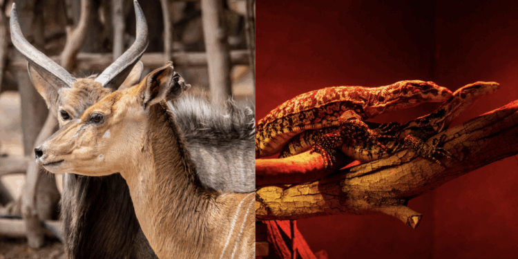 Nuevos ejemplares de niala y varano se incorporan a la gran familia del Oasis Wildlife