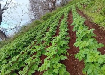 Finca en Santa Úrsula