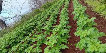 Finca en Santa Úrsula