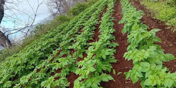Finca en Santa Úrsula