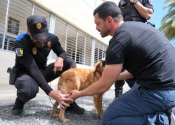 La Policía Local recibe formación sobre primeros auxilios y atención básica a perros 1
